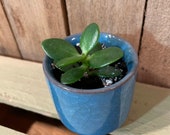 Mini Potted Jade Plant - Crassula Ovata - Money Plant - Succulent - Houseplant - Light Blue Pot