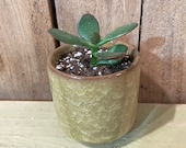 Mini Potted Jade Plant - Crassula Ovata - Money Plant - Succulent - Houseplant - Gold Pot