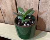 Mini Potted Jade Plant - Crassula Ovata - Money Plant - Succulent - Houseplant - Dark Green Pot