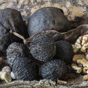 Mallo di noce nera