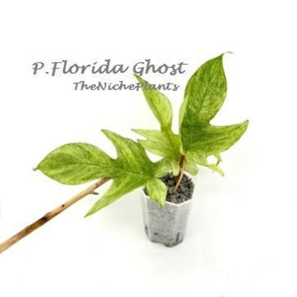 Philodendron Florida GhostㅣLightly Rooted CuttingㅣUS SELLERㅣRare Aroid