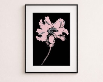 Könnte beinhalten: Ein gerahmter Kunstdruck mit einer einzelnen blassrosa Blume mit detaillierten schwarzen Linien auf einem einfarbigen schwarzen Hintergrund. Die Blume hat gewellte Blütenblätter und eine dunkle Mitte, gerahmt in einem dünnen schwarzen Rahmen mit weißem Passepartout.