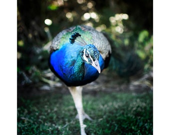 Dramatic Peacock, digital photograph download, wall art, high contrast color