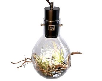 Hanging Small Terrarium - Hanging Glass Globe with LED Light, Desk, Office & Home Decor, Low Maintenance Terrarium By SR Aquaristik