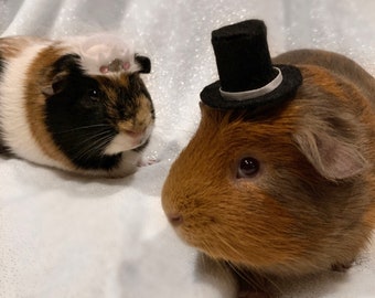 Guinea pig Valentine’s wedding costume