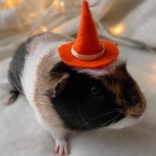 Guinea Pig Halloween Costume Hat and Broom Etsy UK