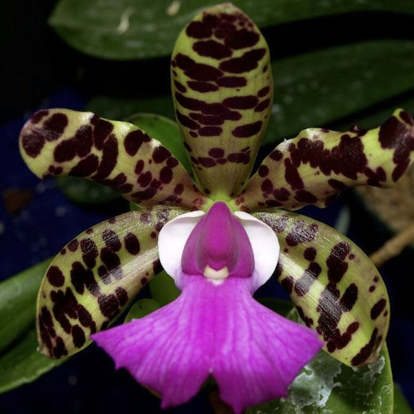 Cattleya aclandiae | Live orchid species | Blooming size not in bloom