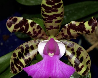 Cattleya aclandiae | Live orchid species | Blooming size not in bloom