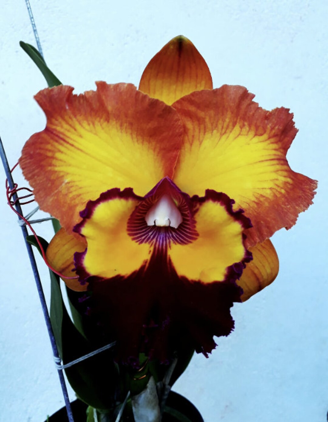 Rhyncholaeliocattleya Bangkok Sunlight Fragrant Blooming Size Cattleya