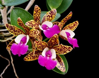 Cattlianthe Ratsima Spot | Live NBS Orchid | Not in bloom | Fragrant