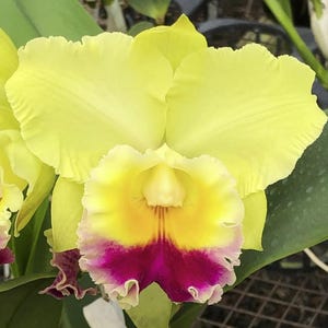 Rlc. Charlene Sau Yee Liu 'Volcano Prince' | BS not in Bloom | 5.5" pot