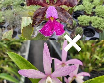 C. Walter August 4N 'Purple Dogs' x C. Peckhaviensis 'HOF' | BS not in bloom