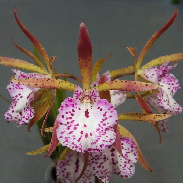 Encyvola Jairak Treasure 'Kakapo bird' | Large blooming size not in bloom