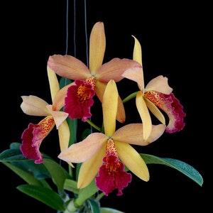 Rhynchobrassoleya Richard Mueller-Golden Tang 'STK' Live orchid plant image 1