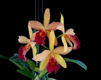 Rhynchobrassoleya (Richard Mueller-Golden Tang) 'STK' | Live orchid plant