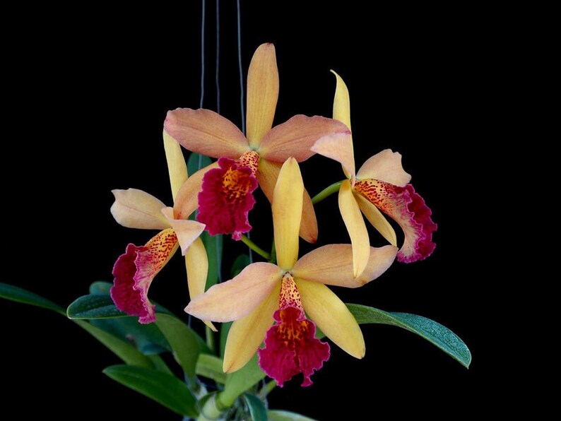 Rhynchobrassoleya Richard Mueller-Golden Tang 'STK' Live orchid plant image 1