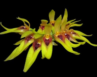 Bulbophyllum graveolens| Live orchid plant | Bloooming size not in bloom