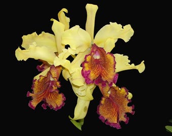 Rare Cattleya Orchid Species | Cattleya Dowiana Fma Aurea 'Net Dream' | NBS