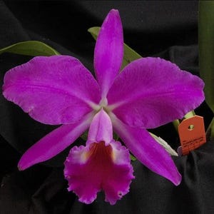 C.  jenmanii v. rubra x sib | 5&quot; pot | Live Blooming Size Not in Bloom