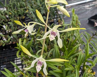 Dendrobium Lowana Nioka | Blooming size not in bloom Live Orchid