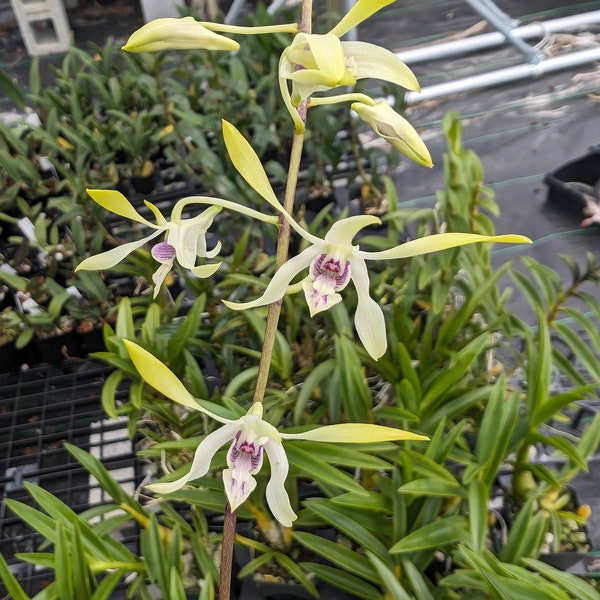 Dendrobium Lowana Nioka | Blooming size not in bloom Live Orchid