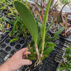 Rhynchobrassoleya Richard Mueller-Golden Tang 'STK' Live orchid plant image 4
