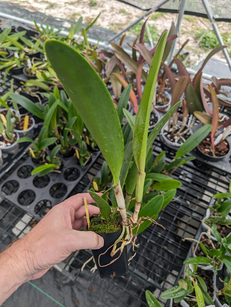 Rhynchobrassoleya Richard Mueller-Golden Tang 'STK' Live orchid plant image 4