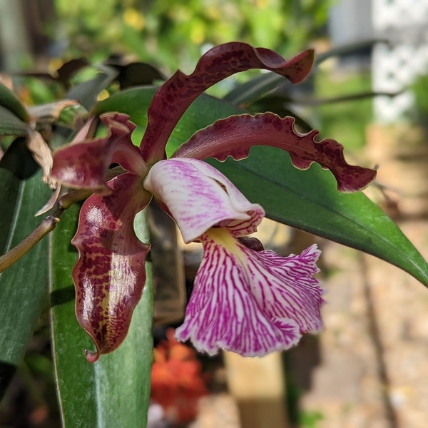 Cattleya schilleriana x sib | Fragrant species | Live orchid plant