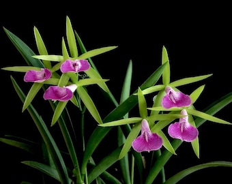 Bc. Gulfshore's Beauty 'Green Gem' | Live orchid | NBS not in bloom