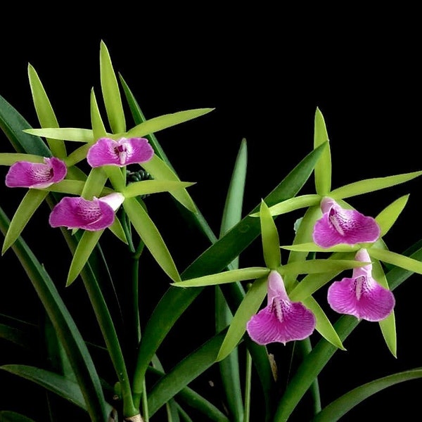 Bc. Gulfshore's Beauty 'Green Gem' | Live orchid | NBS not in bloom