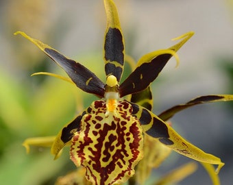 Bnfd. Gilded Tower 'Mystic Maze' | Live Blooming size orchid plant