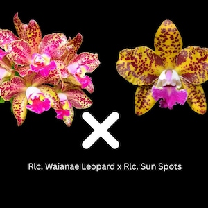 May include: Two orchid blooms, one cluster and one single flower, against a black background. The cluster is pink and yellow with red spots. The single flower is yellow with red spots and a pink center. Text reads: Rlc. Waianae Leopard x Rlc. Sun Spots.