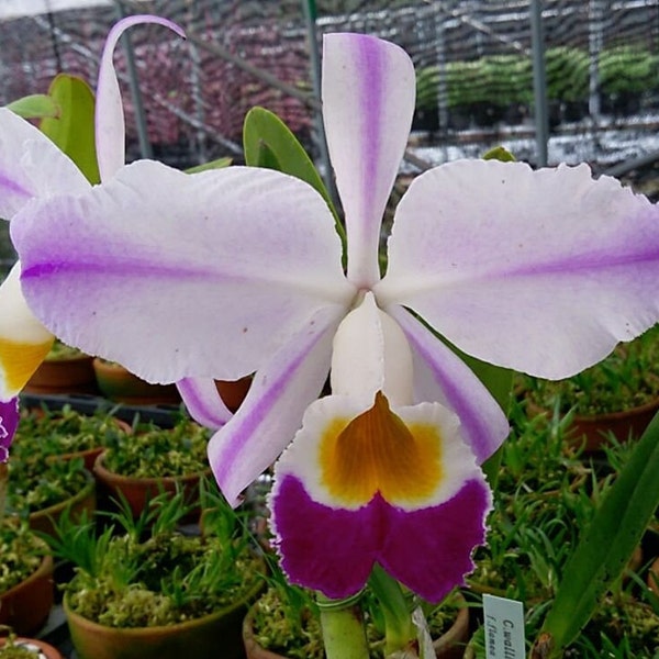 C. Eldorado Semi-Alba Flamea 'Fairy' | Blooming size not in bloom