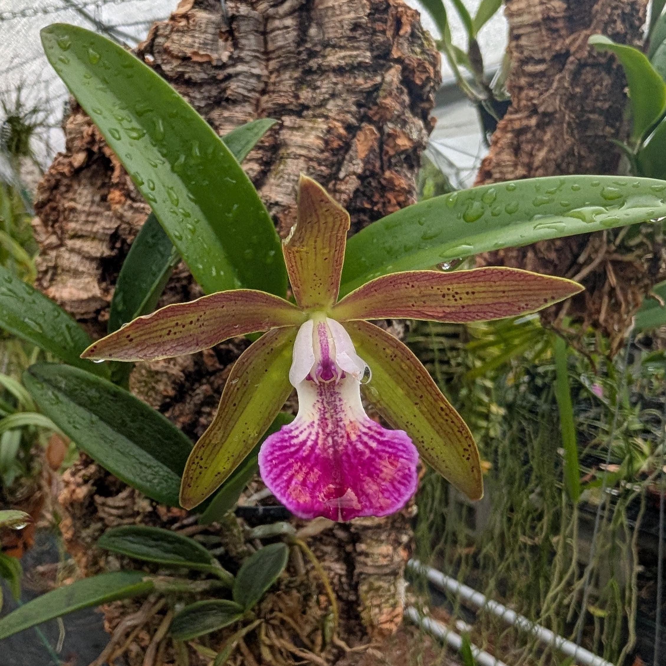 Bc. Tigrinodosa 4N '#2' X C. Peckhaviensis 'HOF' | BS Not in Bloom