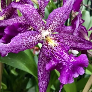 Bllra. Marfitch &#39;Howard&#39;s Dream&#39; AM/AOS | BS not in bloom