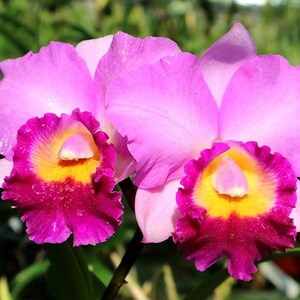 Rhyncholaeliocattleya Suwannaphum Fancy 'Jairak' | BS not in bloom | 3.5" hanging pot