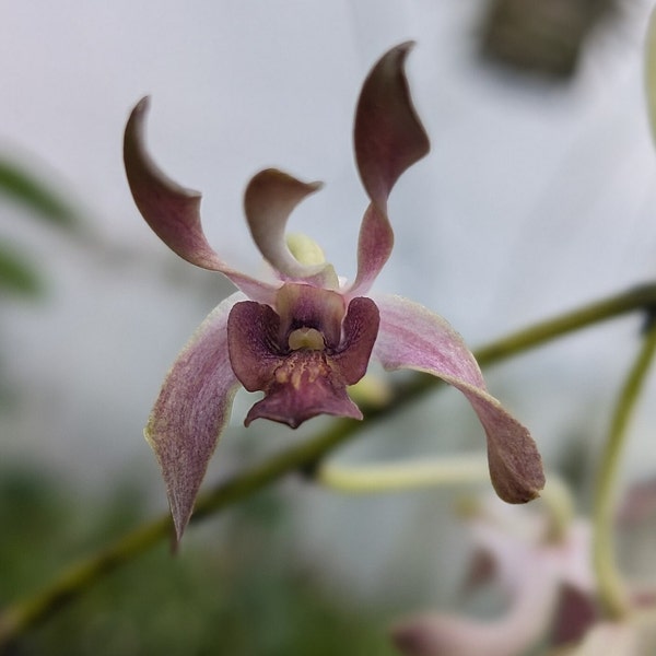 Den. QF Royal Blue | Blooming size not in bloom Live Orchid
