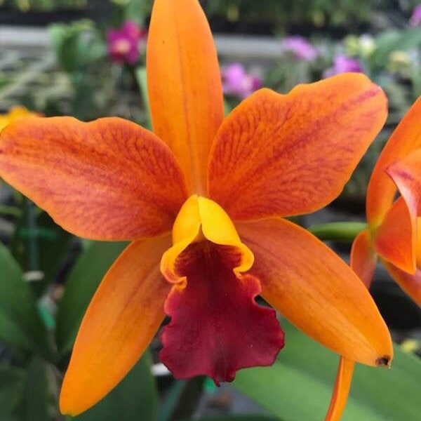 Rth. (Netrasiri Starbright x Kauai Starbright) STK | Live Blooming Size Orchid not in bloom