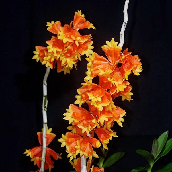 Dendrobium chrysopterum | Blooming size not in bloom