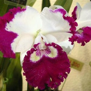 Fragrant Cattleya Orchid Plant | Rlc. White Spark | Large White & Red Splash Petal Orchid | Live Plant 4" Pot
