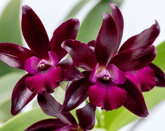 Ctt. Sagarik Wax 'African Beauty' | Live orchid plant | NBS