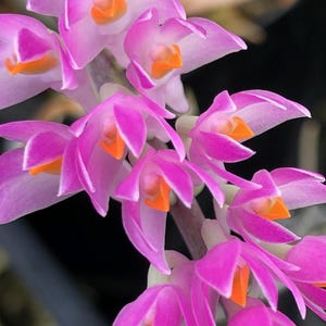 Dendrobium secundum alba x red | Blooming size not in bloom | Toothbrush Orchid | 3.5&quot; pot