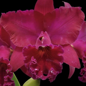 Rlc. Thelma Ayako Tsukamoto 'Volcano Queen' | BS not in bloom | 5.5" pot