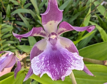 Zygonisia Murasakikomachi 'Blue Hawaii' / Fragrant / Live Orchid