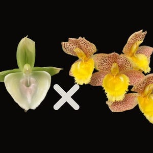 Ctsm. Mem. I.H. Shirley &#39;7315&#39; x Ctsm. Mem. Dorothy Wells &#39;Rustic Gold&#39;