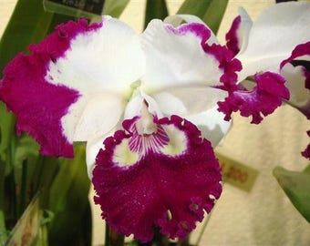 Cattleya Orchid | Rlc. White Spark | NBS | 3" pots