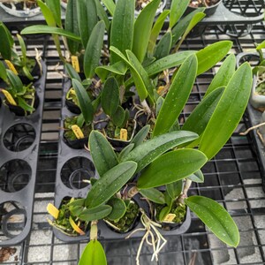 Rhynchobrassoleya Richard Mueller-Golden Tang 'STK' Live orchid plant image 2