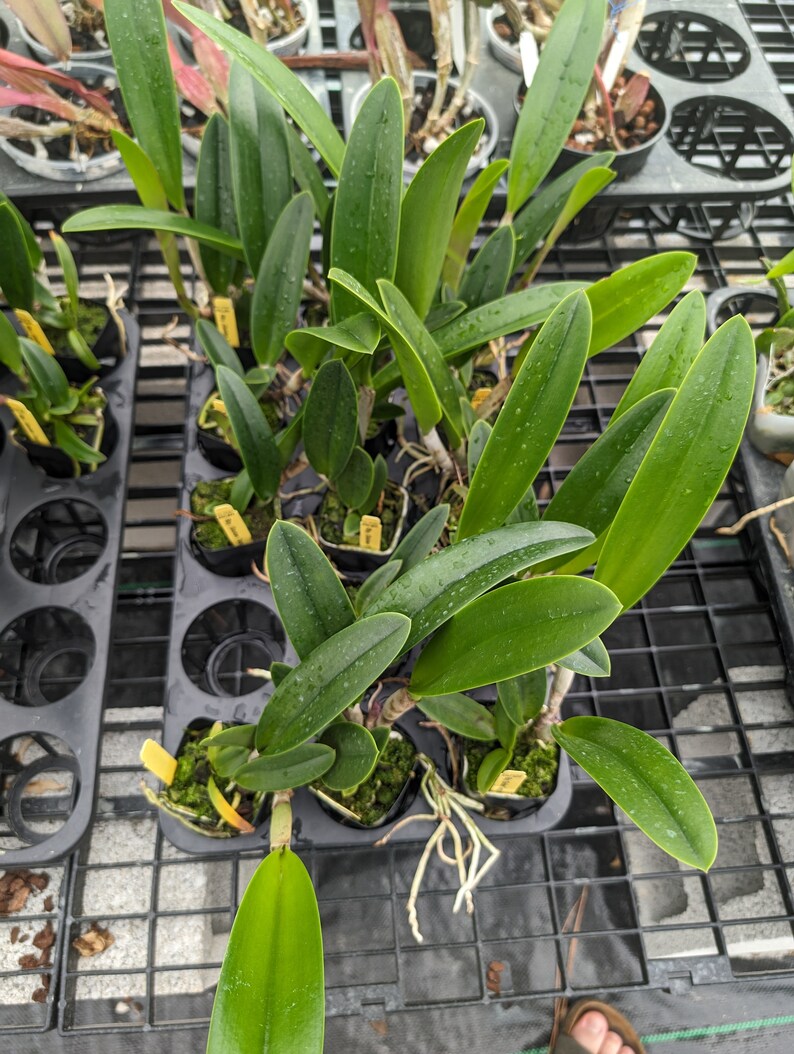 Rhynchobrassoleya Richard Mueller-Golden Tang 'STK' Live orchid plant image 2