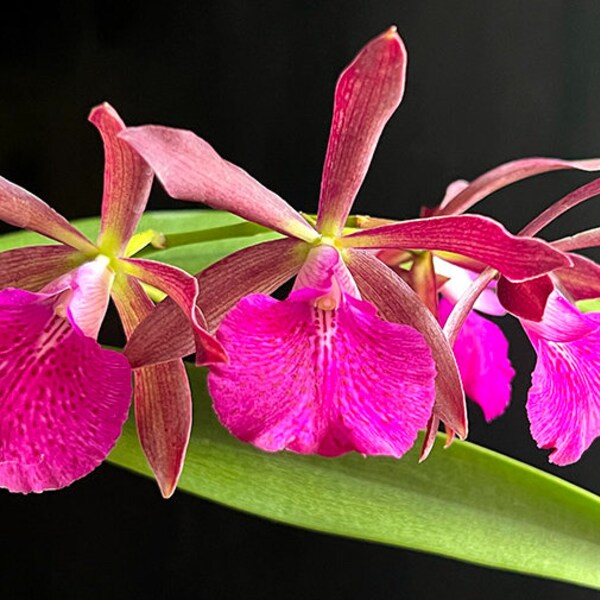 Brassocattleya Jairak Star x Encyclia randii | Blooming size not in bloom