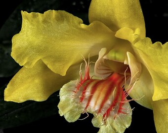 Dendrobium lowii | Blooming size not in bloom live Orchid | 3" basket